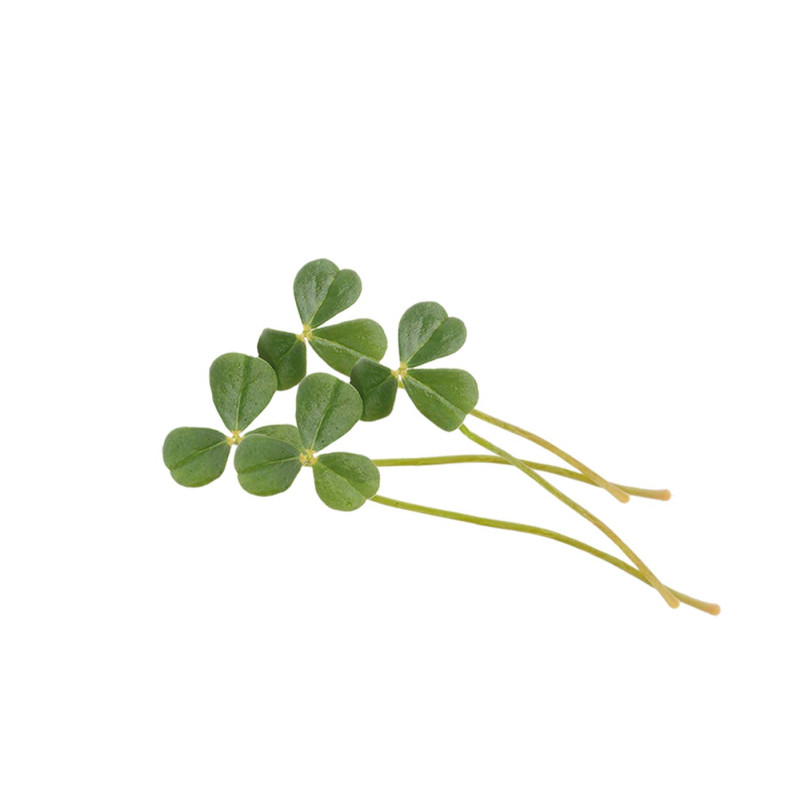 CITRA LEAVES (GOUT AGRUMES ACIDES&FRAICHES) 50G